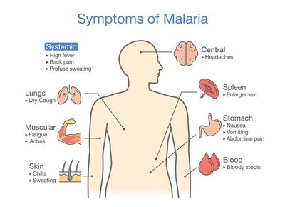 Symptoms of Malaria
