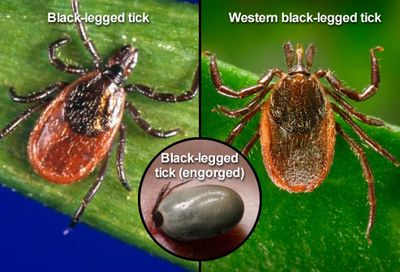 Ticks and Lyme Disease - What is It?